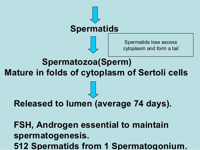 Days for mature sperm Days for mature sperm